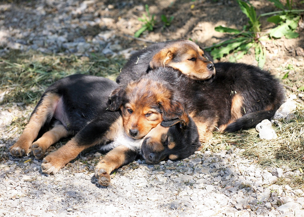 小狗生孕妈供卵生的宝宝后吃什么（小狗生孕妈供卵生的宝宝之后吃什么）